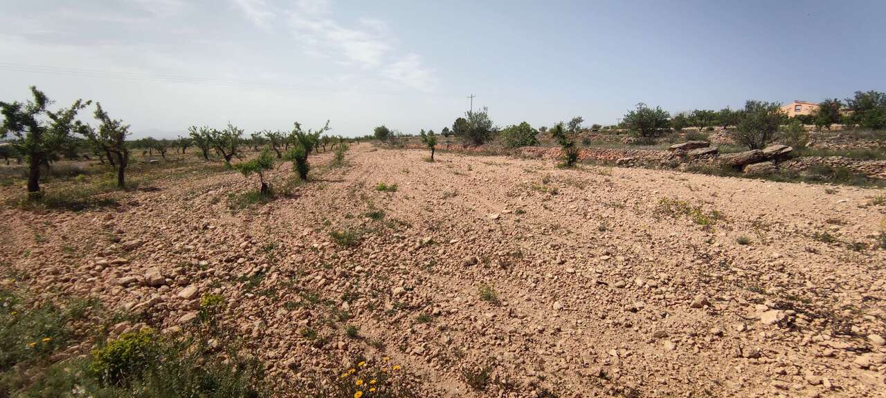 Finca en venta en El Pinós