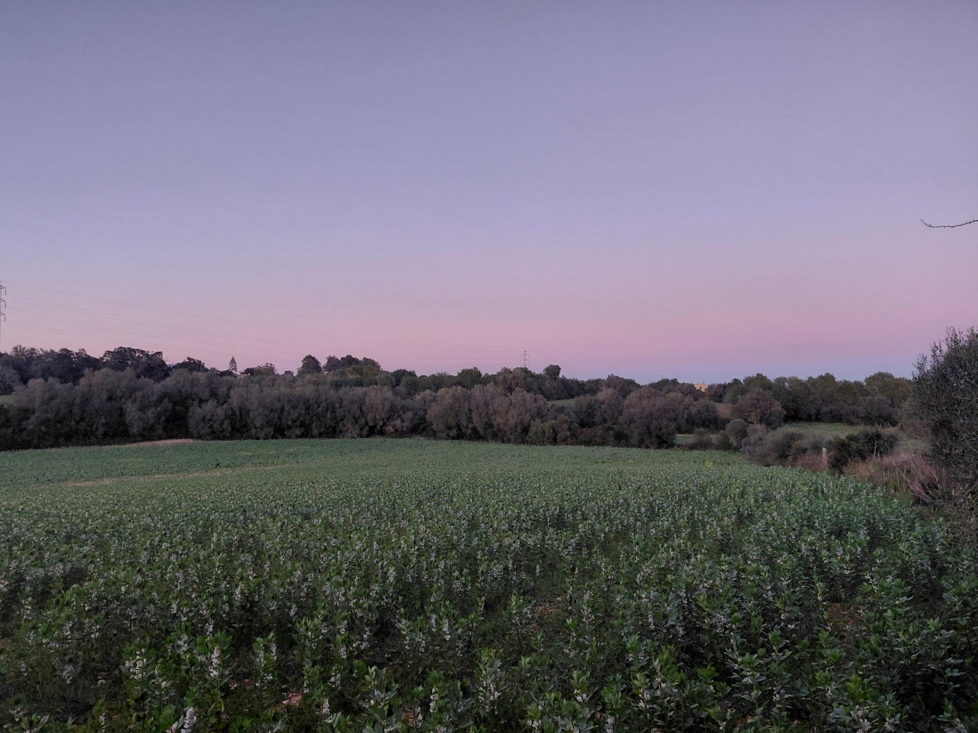 Terreno en venta en Manacor