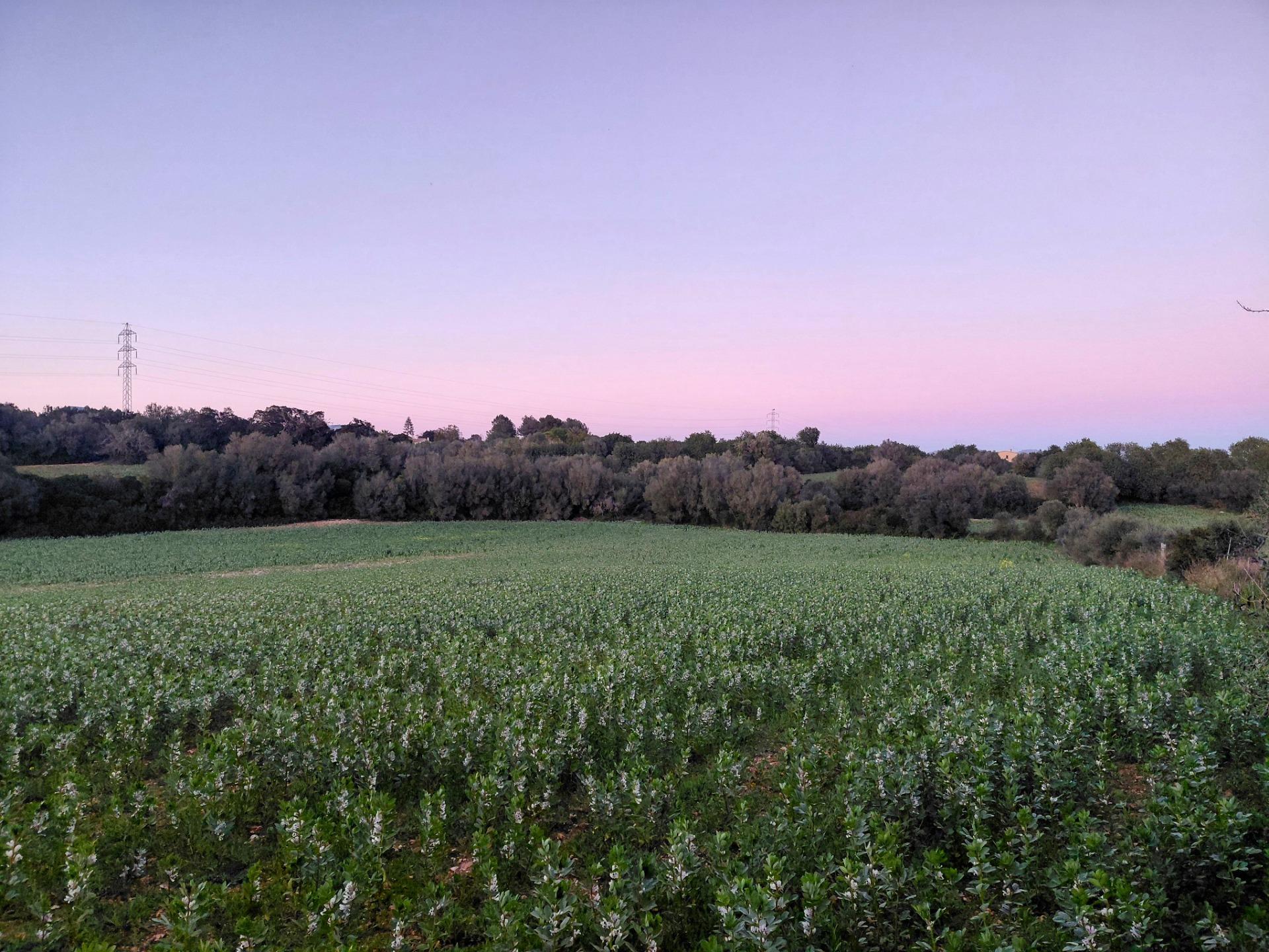 Terreno en venta en Manacor