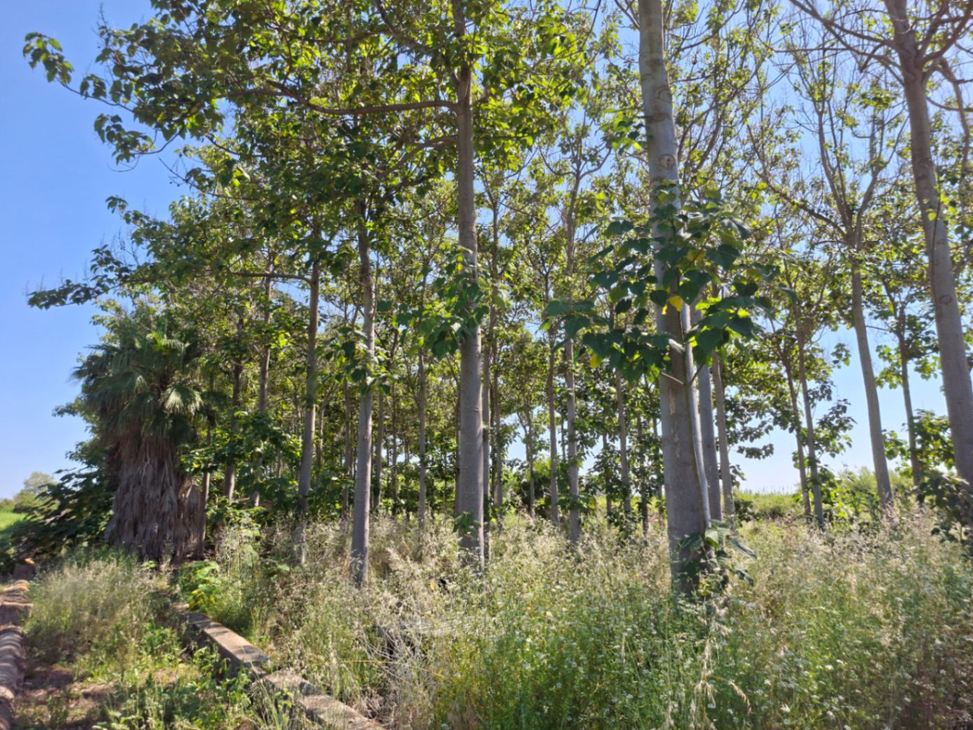 Terreno en venta en Pego