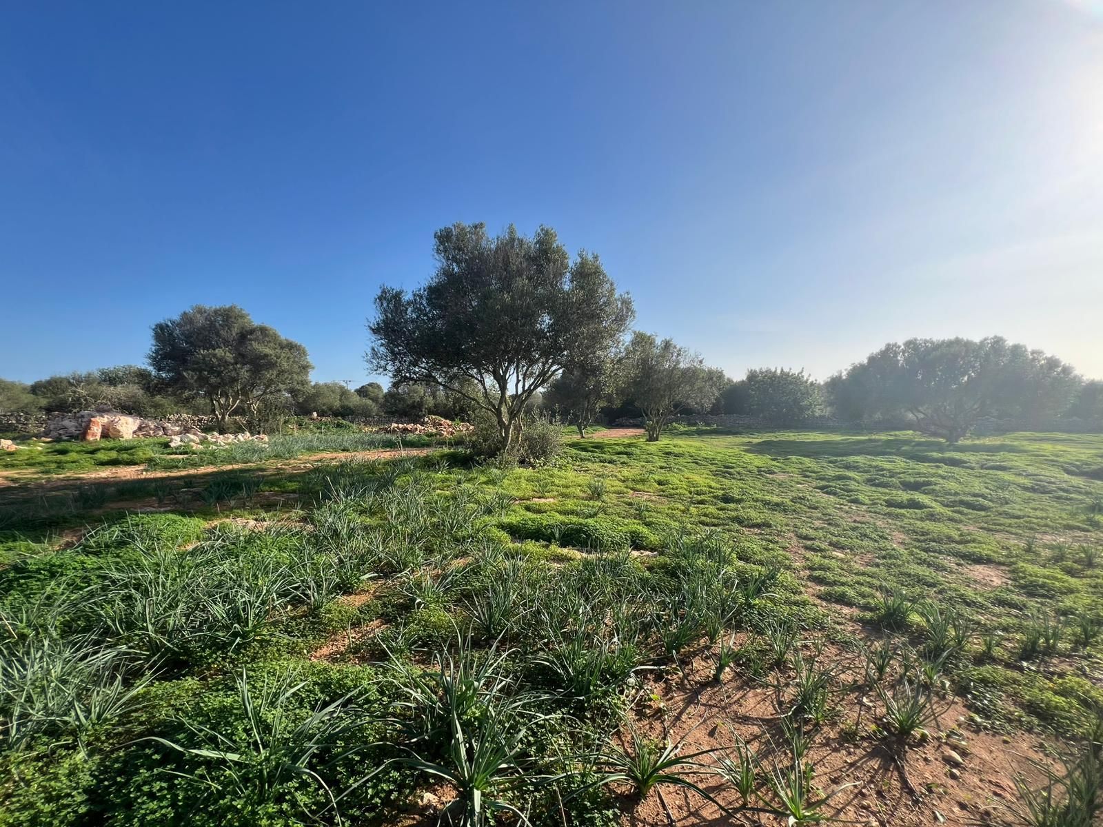 Plot for Sale in Santanyi