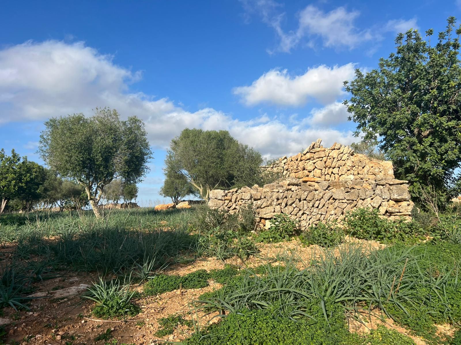 Plot for Sale in Santanyi