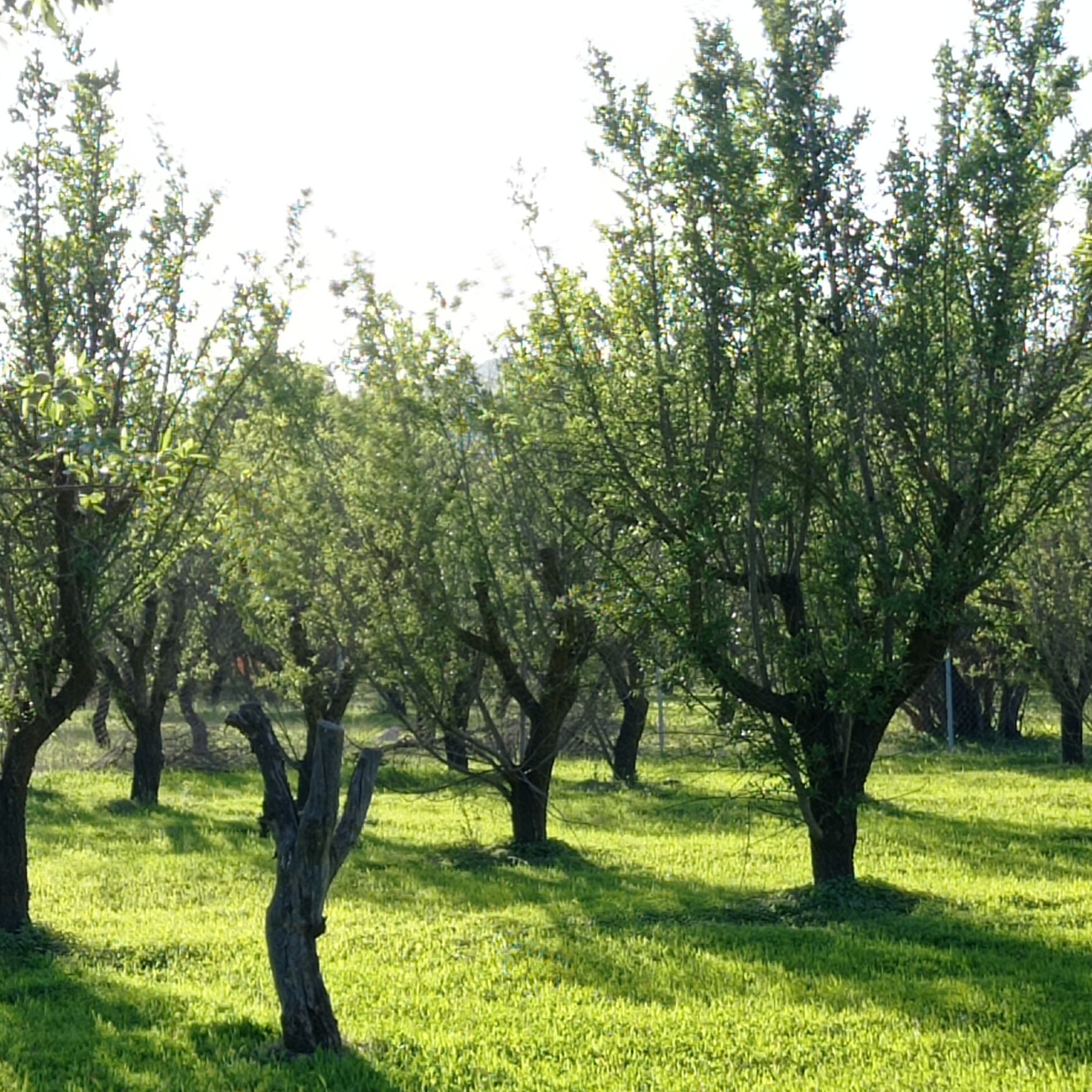 Terreno en venta en Alhaurin el Grande