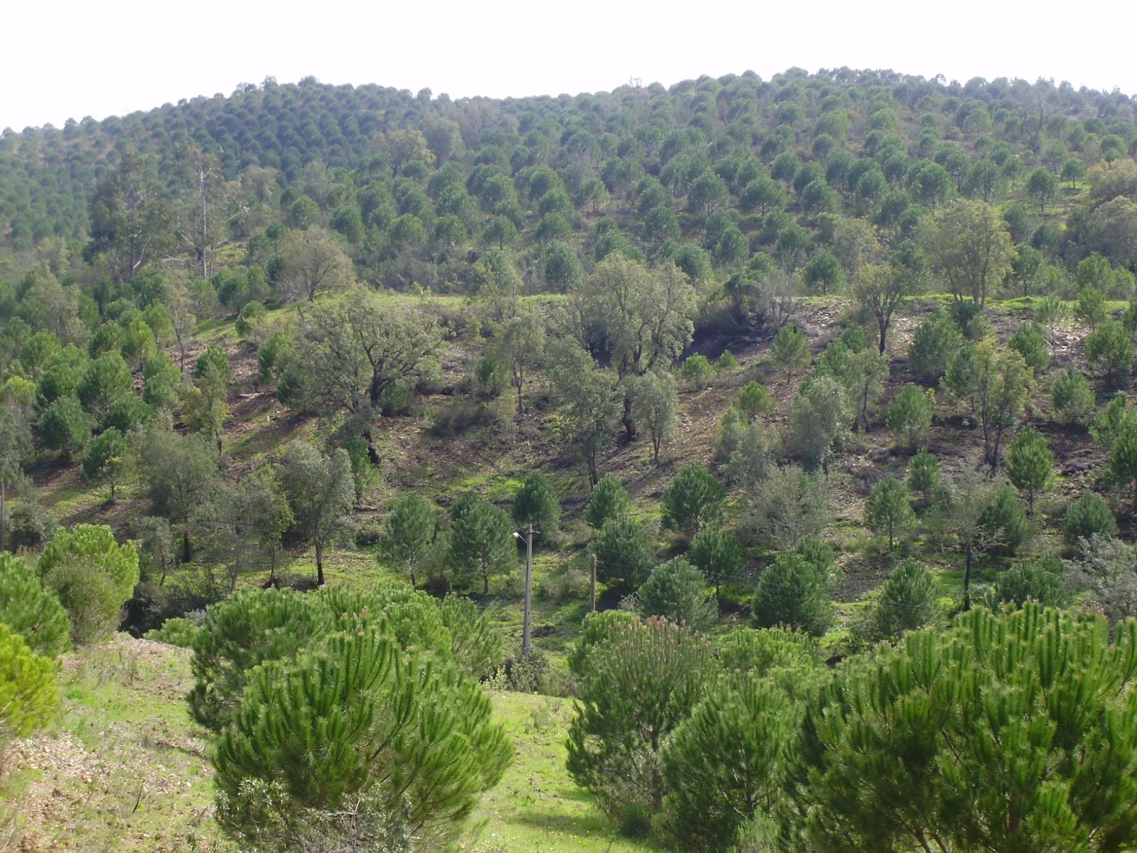 Terreno en venta en Silves